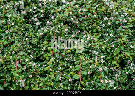 Cotoneaster dammeri, der Bärentoneaster, ist eine Art Blütenpflanze der Gattung Cotoneaster, die zur Familie Rosaceae gehört, aus der sie stammt Stockfoto