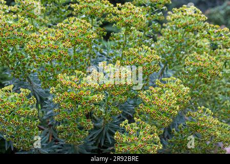 Euphorbia ist eine sehr große und vielfältige Gattung von Blütenpflanzen, die gemeinhin als Spurf bezeichnet wird. Stockfoto