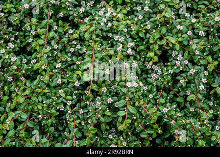 Cotoneaster dammeri, der Bärentoneaster, ist eine Art Blütenpflanze der Gattung Cotoneaster, die zur Familie Rosaceae gehört, aus der sie stammt Stockfoto