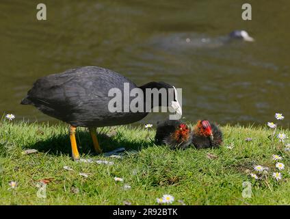 Schwarzkotz (Fulica atra), Küken auf einer Wiese am Ufer füttern, Deutschland Stockfoto