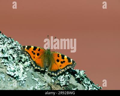 Gelbbbbein-Schildkröte, knappe Schildkröte (Nymphalis xanthomelas), die auf einem Ast sitzt, Finnland Stockfoto