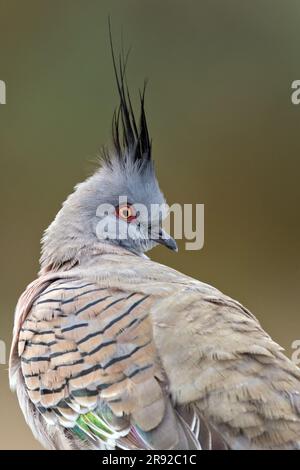 Kammtaube (Ocyphaps lophotes), Preening, Australien, Suedaustralien Stockfoto