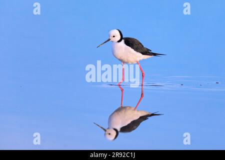 Australische Pfähle (Himantopus leucocephalus), in flachem Wasser, Australien, Südeaustralien, Vogelsee Stockfoto