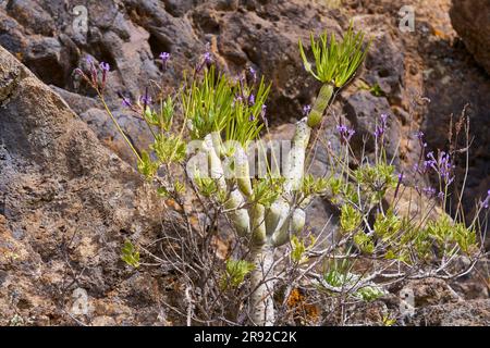 Verode, Berode (Kleinia neriifolia, Senecio kleinia), zusammen mit blühendem Lavendel, Kanarischen Inseln, Gran Canaria, Roque Bentayga Stockfoto