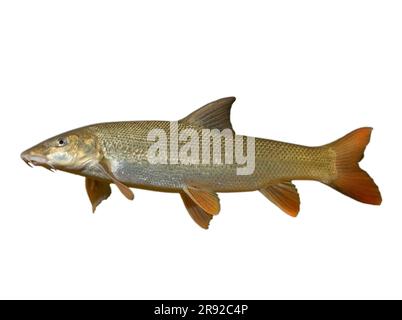 Barbel (Barbus Barbus), Ausschnitt, Seitenansicht Stockfoto