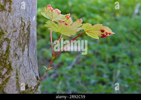 Ahorngallen (Pediaspis aceris), Ahorngallen an Ahornspitzen, Acer pseudoplatanus , Deutschland, Nordrhein-Westfalen Stockfoto