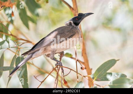 Silberkronenbruder (Philemon argenticeps), auf Eukalyptus, Australien, Northern Territory, Charles Darwin National Park Stockfoto