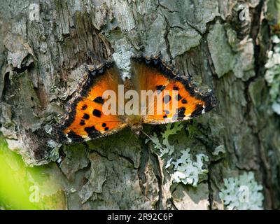 Gelbbbbein-Schildkröte, knappe Schildkröte (Nymphalis xanthomelas), die auf einem Stamm sitzt, Finnland Stockfoto