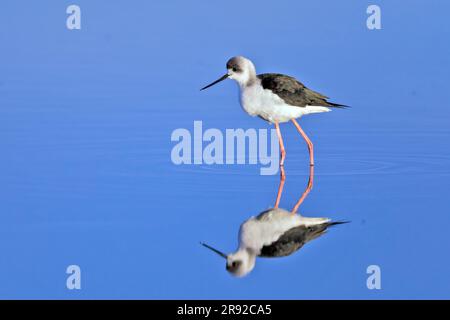 Australische Pfähle (Himantopus leucocephalus), in flachem Wasser, Australien, Südeaustralien, Vogelsee Stockfoto