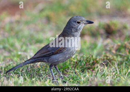 Graue Schrickdrossel (Colluricinclua harmonica), sitzt auf einer Wiese, Australien, Südaustralien Stockfoto