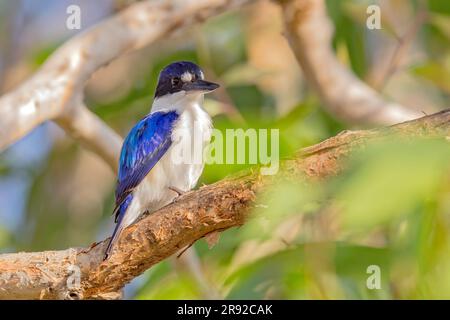 Waldkönigsfischer (Todiramphus macleayii, Halcyon macleayii), auf einem Zweig, Australien, Northern Territory, Fogg Dam Conservation Reserve Stockfoto