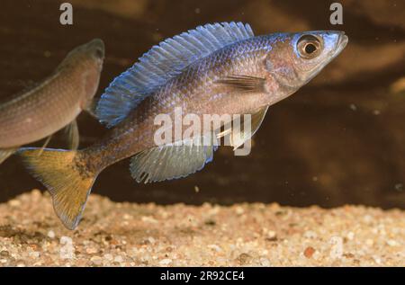 Schlanker Cichlid (Cyprichromis leptosoma), schwimmender Mann, Seitenansicht Stockfoto