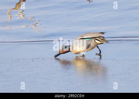 Grünflügelteal (Anas crecca), männlich, der zahlreiche Wasserinsekten von einer Eisdecke am Ufer des Sees, Deutschland, Bayern, Chiemsee isst Stockfoto