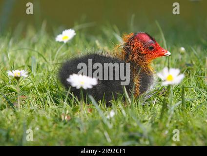 Schwarzkauz (Fulica atra), ein paar Tage alter junger Vogel auf der Wiese mit Gänseblümchen, Seitenansicht, Deutschland Stockfoto