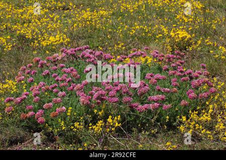 Bergnierenwicke (Anthyllis montana), blühend, Deutschland Stockfoto
