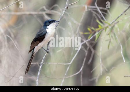 Ruheloser Fliegenfänger (Myiagra inquieta), sitzt auf einem Ast, Australien, Queensland Stockfoto