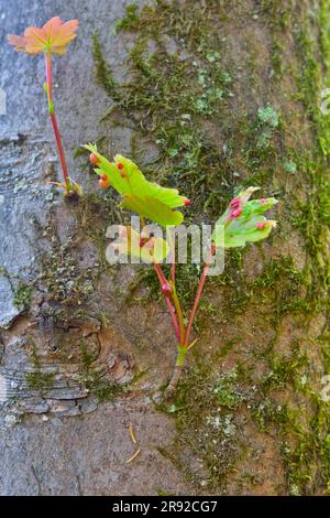 Ahorngallen (Pediaspis aceris), Ahorngallen an Ahornspitzen, Acer pseudoplatanus , Deutschland, Nordrhein-Westfalen Stockfoto