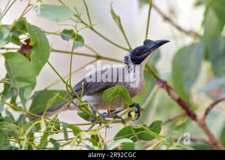 Silberkronenbruder (Philemon argenticeps), auf Eukalyptus, Australien, Northern Territory, Charles Darwin National Park Stockfoto