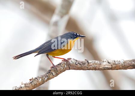 Fanschwanzgarnele (Basileuterus lachrymosus), hoch oben in einem Baum, Mexiko Stockfoto