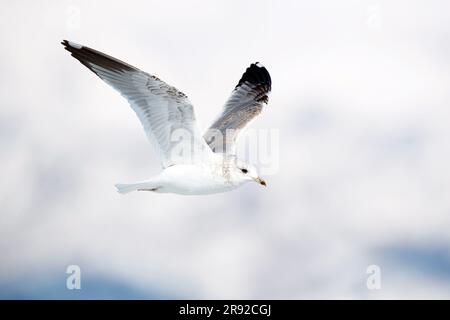 Kamtschatka-Möwe (Larus canus kamtschatschensis), Unterreisender, der vor dem Treibeis fliegt, Japan Stockfoto