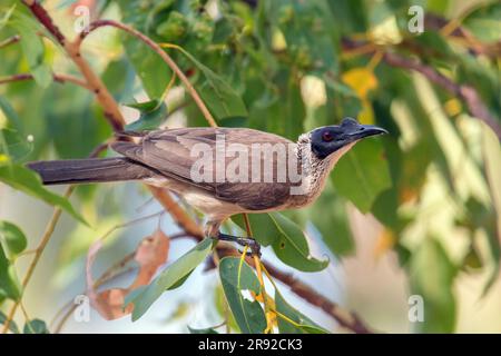 Silberkronenbruder (Philemon argenticeps), auf Eukalyptus, Australien, Northern Territory, Charles Darwin National Park Stockfoto