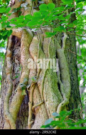 Englischer Efeu, gemeiner Efeu (Hedera Helix), dicker Efeu-Stamm am Baumstamm, Deutschland, Nordrhein-Westfalen Stockfoto