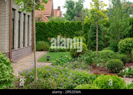 Vorgarten vor der Datscha im belgischen Dorf in Moskau Oblast. Blaues Geranium, Ahornbäume, grünes Wiesengras und hinter rosa Rosenblüten Stockfoto