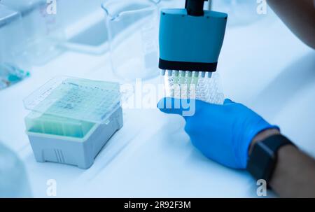 In-vitro-Zelltest mit Multipipette und Well-Platten-Zellkultur Stockfoto