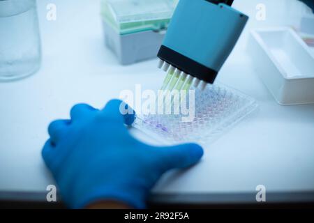 In-vitro-Zelltest mit Multipipette und Well-Platten-Zellkultur Stockfoto