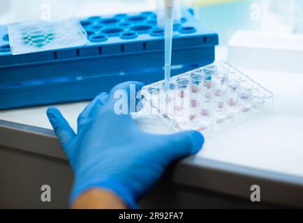 In-vitro-Zelltest mit Multipipette und Well-Platten-Zellkultur Stockfoto