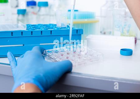 In-vitro-Zelltest mit Multipipette und Well-Platten-Zellkultur Stockfoto