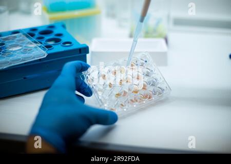 In-vitro-Zelltest mit Multipipette und Well-Platten-Zellkultur Stockfoto