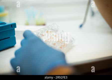 In-vitro-Zelltest mit Multipipette und Well-Platten-Zellkultur Stockfoto