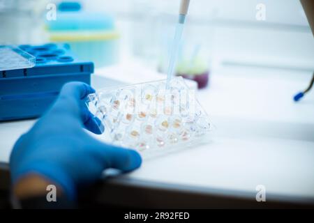 In-vitro-Zelltest mit Multipipette und Well-Platten-Zellkultur Stockfoto