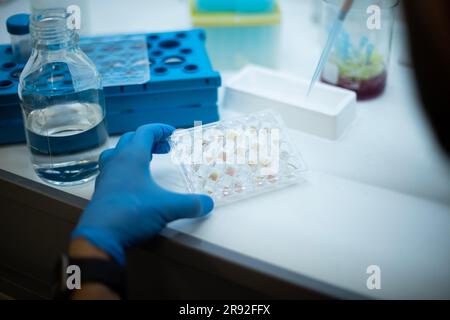 In-vitro-Zelltest mit Multipipette und Well-Platten-Zellkultur Stockfoto