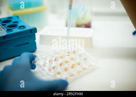 In-vitro-Zelltest mit Multipipette und Well-Platten-Zellkultur Stockfoto