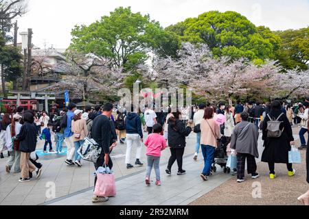 Ueno Park Tokyo Japan 2023, Menschen gehen durch den Park, um die Kirschblüte im Frühjahr 2023, Japan, Asien zu sehen Stockfoto