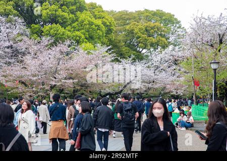 Ueno Park Tokyo Japan 2023, Menschen gehen durch den Park, um die Kirschblüte im Frühjahr 2023, Japan, Asien zu sehen Stockfoto