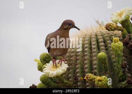 Weißflügeltaube oder Zenaida asiatica, die auf einer saguaro-Kaktusblume auf der Uferfarm in Arizona sitzt. Stockfoto