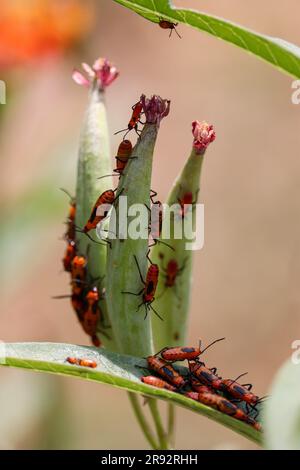 Große Milkweed-Nymphen oder Oncopeltus fasciatus auf Milchkweed-Seedpods in einem Garten in Gilbert, Arizona. Stockfoto