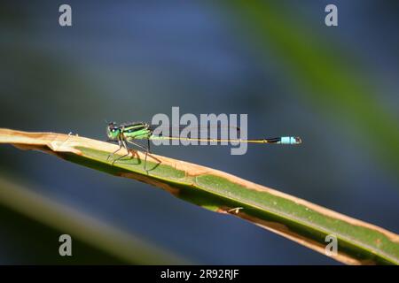 Ramburs Gabelail oder Ischnura ramburii auf einem Schilf auf der Uferfarm in Arizona. Stockfoto