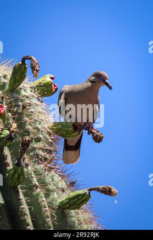 Weißflügeltaube oder Zenaida asiatica, die auf der Uferfarm in Arizona saguaro-Kakteen fressen. Stockfoto