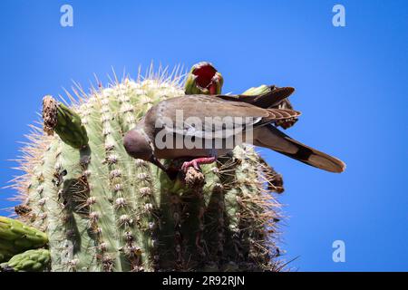 Weißflügeltaube oder Zenaida asiatica, die auf der Uferfarm in Arizona saguaro-Kakteen fressen. Stockfoto