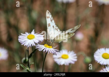 Weiblich karierte weiße oder Pontia Protodice, die sich auf einem Hof in Payson, Arizona, von Fleabanblumen ernährt. Stockfoto