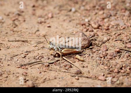 Der sporadische Grashüpfer oder Melanoplinae, der im Rumsey Park in Arizona auf dem Boden steht. Stockfoto