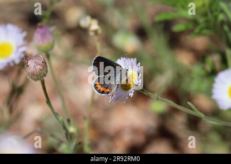 Acmon Blue oder Plebejus Acmon, die sich im Rumsey Park in Payson, Arizona, von einer Flohblume ernähren. Stockfoto