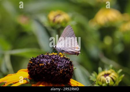 Graue Haarsträhnen oder Strymon Melinus, der sich von einer schwarz-äugigen susan im Kinderzimmer Plant Fair in Star Valley, Arizona, ernährt. Stockfoto