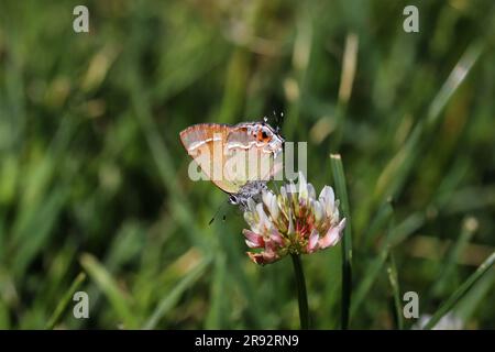 Haarsträhnen von Juniper oder gryneus von Callophrys, die sich im Green Valley Park in Payson, Arizona, von Kleeblümchen ernähren. Stockfoto