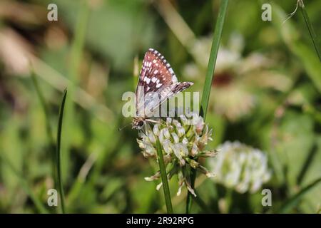 Weibliche, gemeine Kapitän oder Pyrgus Communis, die sich im Green Valley Park in Payson, Arizona, von Kleeblümchen ernähren. Stockfoto