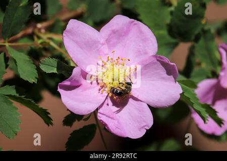Nahaufnahme einer Waldrose oder einer Rosa Woodsii mit einer kleinen Biene, die sich davon ernährt, beim Frühjahrsversuch bei Payson, Arizona. Stockfoto
